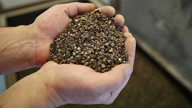 Tak vypadá pohanka, když se přiveze do mlýna rodu Šmajstrlů ve Frenštátě pod Radhoštěm. Po čištění a mechanickém lámání (zbavení tvrdé slupky) má poté světlou barvu. (25. května 2024)