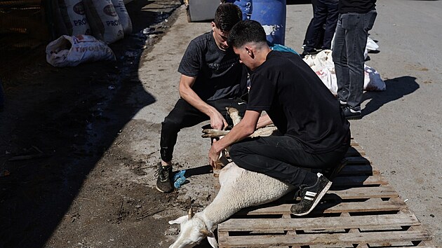 Muslimové v Turecku v rámci oslav svátku íd al-adhá podřezávají zvíře. (16. června 2024)