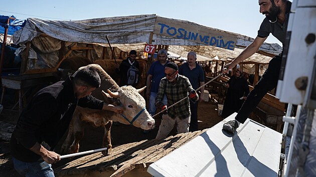 Muslimové v Turecku v rámci oslav svátku íd al-adhá podřezávají zvíře. (16. června 2024)