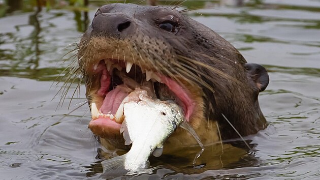 Požírají zejména ryby, nepohrdnou ani kraby, vodními ptáky a drobnými savci. Někdy se skupina domluví a zaútočí na menší anakondu nebo kajmana.