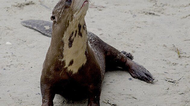 Včetně zploštělého ocasu mohou měřit téměř dva a půl metru.