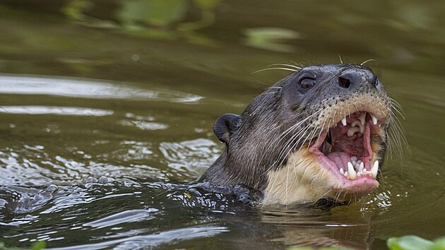 Je to vůbec nejdelší vydří druh světa.