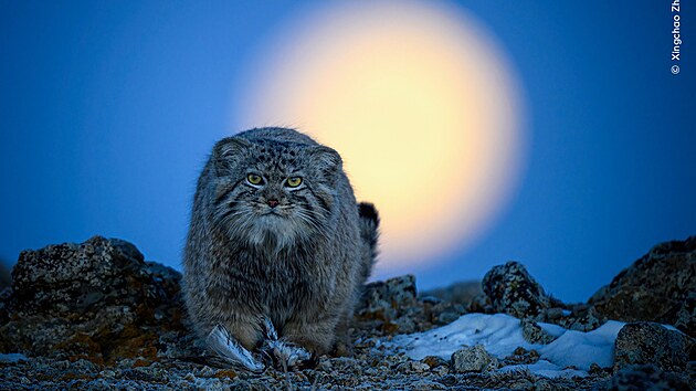 Portrét dlouhosrsté kočkovité šelmy manula Sing-čchao Čua je naopak ve znamení koncentrované pozornosti a připravenosti. Predátor ostatně právě ulovil malého ptáka.