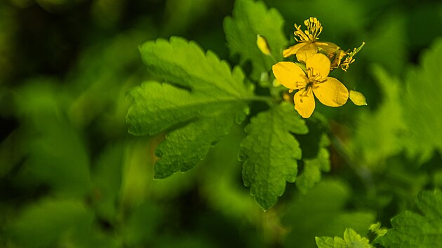 Vlaštovičník na Kopci svatého Jana