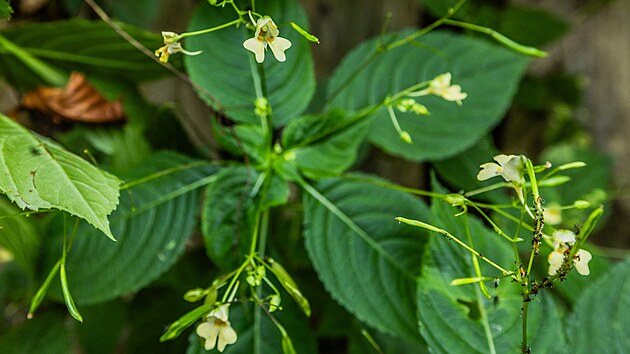Kopec svatého Jana představuje málo poznanou divočinu s biotopy pralesa, travnatých ploch i pozůstatky slunného ovocného sadu. (4. září 2024)