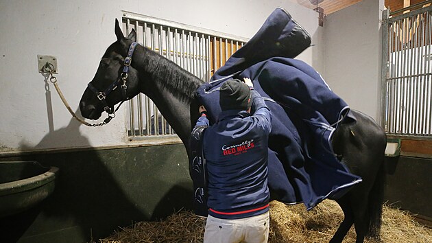 Vítěz Velké pardubické Godfrey s trenérem Daliborem Törökem ve zhořské stáji DS Pegas. (2024)