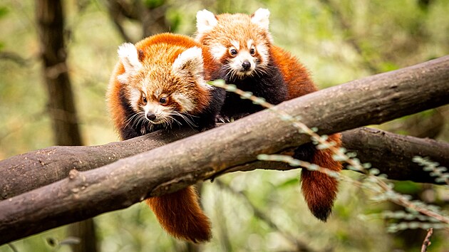 Mláďata pandy červené z ostravské zoologické zahrady už dělají návštěvníkům radost svým venkovním pobytem. (9. října 2024)