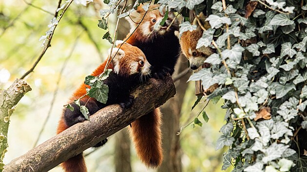 Mláďata pandy červené z ostravské zoologické zahrady už dělají návštěvníkům radost svým venkovním pobytem. (9. října 2024)
