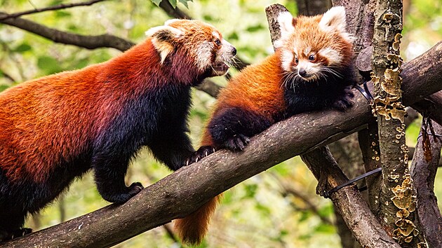 Mláďata pandy červené z ostravské zoologické zahrady už dělají návštěvníkům radost svým venkovním pobytem. (9. října 2024)