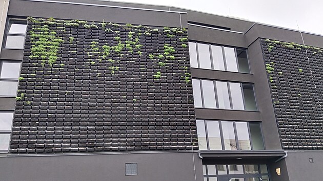 Uschlá zelená fasáda na nízkoenergetickém bytovém domě v Tomkově ulici se na prvních místech začíná opět zelenat (snímek z 9. října 2024).