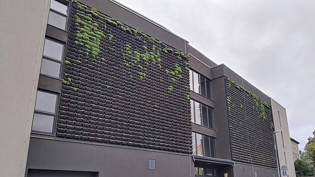 Uschlá zelená fasáda na nízkoenergetickém bytovém domě v Tomkově ulici se na prvních místech začíná opět zelenat (snímek z 9. října 2024).