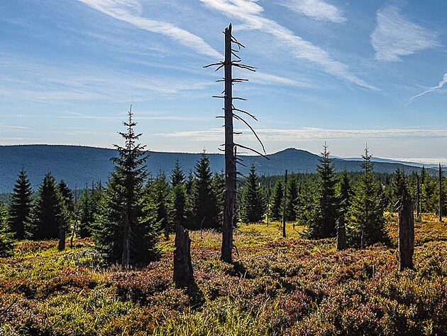 Jedinečný ekosystém na hraničním hřebeni mezi Luzným a Roklanem