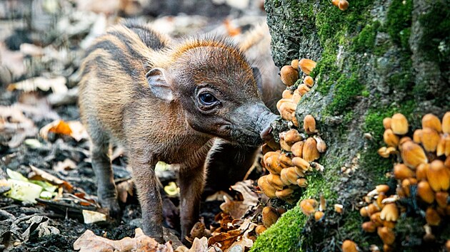 Selata prasat visajánských narozená v ostravské zoologické zahradě. (25. října 2024)