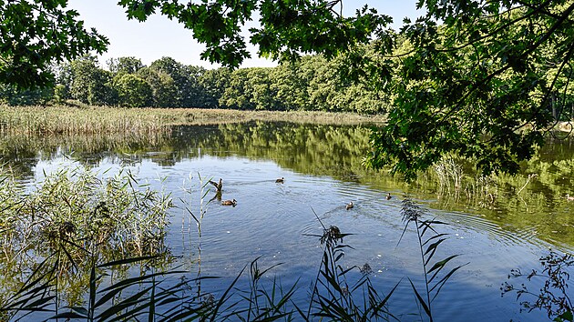 Silnice a polní cesty nás dovedou k Raduňským rybníkům s několika uměle vybudovanými tůněmi, ve kterých se rozmnožují obojživelníci.