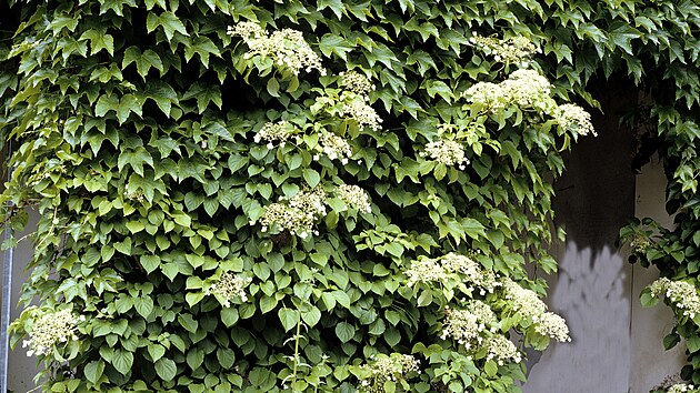 Při troše trpělivosti vám hortenzie řapíkatá (Hydrangea petiolaris) krásně poroste třeba stěnu domu či stodoly.