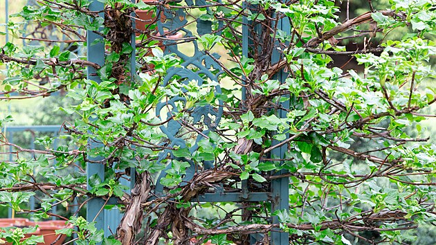 Hortenzie řapíkatá roste pomalu, ale je velmi působivá a nepřehlédnutelná.