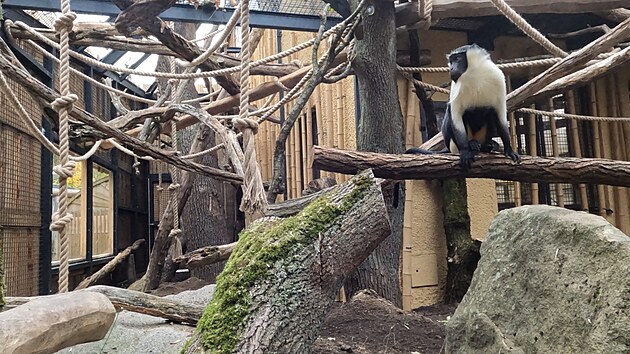 V expozici, která vznikla na místě někdejšího Babiččina dvorečku, se usadili kočkodani Rolowayovi. V zoologických zahradách se tito vzácní tvorové chovají jen velmi ojediněle.