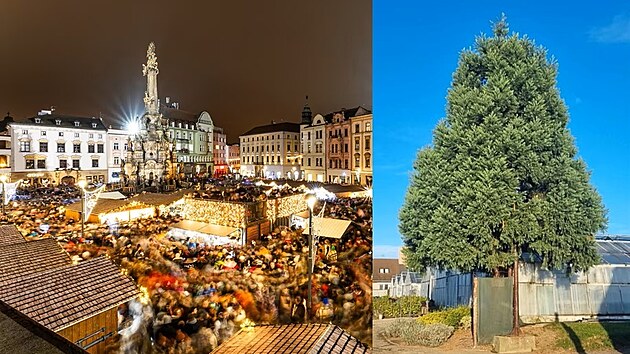 Olomouckým vánočním stromem bude letos na Horním náměstí sekvojovec obrovský, který doposud rostl v areálu firmy Florcenter.