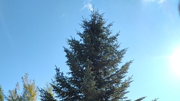 Letošní vánoční strom, který ozdobí Havlíčkovo náměstí v Havlíčkově Brodě, pochází z Olešné.