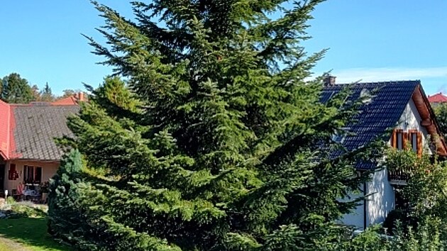 Letošní vánoční strom, který ozdobí Havlíčkovo náměstí v Havlíčkově Brodě, pochází z Olešné.