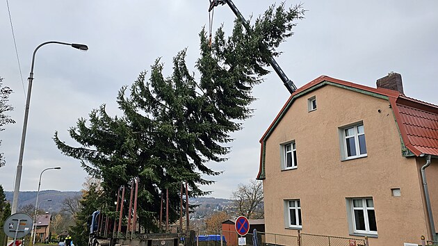 Jedle z Doubí bude symbolem Vánoc před karlovarským Thermalem. (16.11.2024)