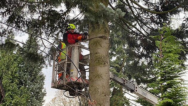 Náměstí před libereckou radnicí zdobí vánoční jedle. Doputovala sem z Dolního Hanychova. (16. listopadu 2024)