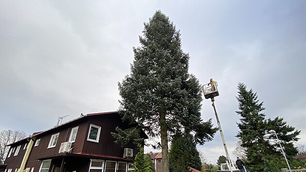 Náměstí před libereckou radnicí zdobí vánoční jedle. Doputovala sem z Dolního Hanychova. (16. listopadu 2024)
