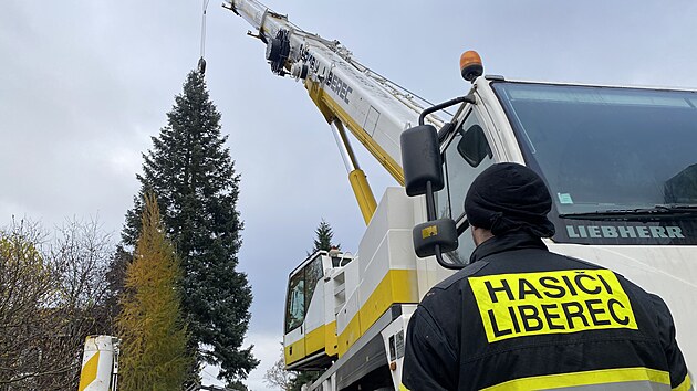 Náměstí před libereckou radnicí zdobí vánoční jedle. Doputovala sem z Dolního Hanychova. (16. listopadu 2024)