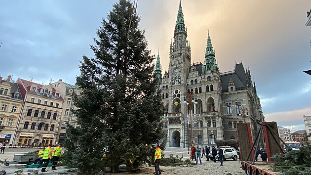 Náměstí před libereckou radnicí zdobí vánoční jedle. Doputovala sem z Dolního Hanychova. (16. listopadu 2024)