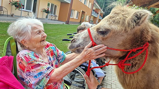 Velbloud Štěpána Vlčka při terapii v domově seniorů