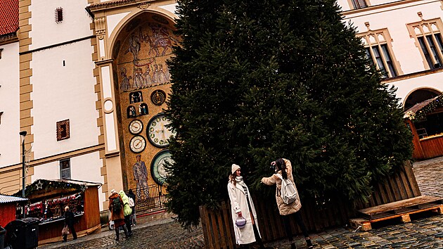 Vánoční strom v Olomouci je pro rok 2024 sekvojovec obrovský. Takto vypadá přes den.