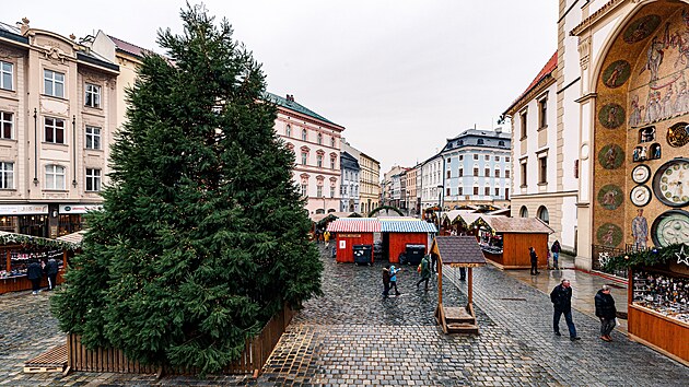 Vánoční strom v Olomouci je pro rok 2024 sekvojovec obrovský. Takto vypadá přes den.