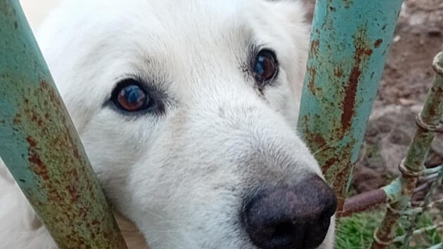 Kříženec slovenského čuvače Béďa