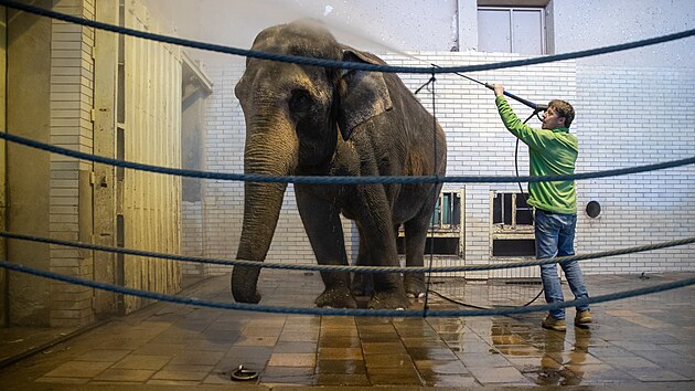 Libereckou zahradu obývá poslední slonice Bala. (26. listopadu 2024)