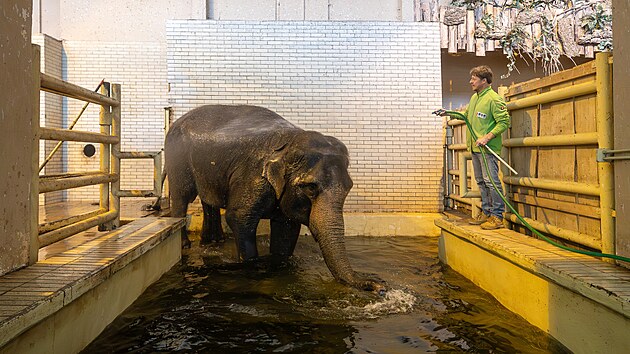 Libereckou zahradu obývá poslední slonice Bala. (26. listopadu 2024)