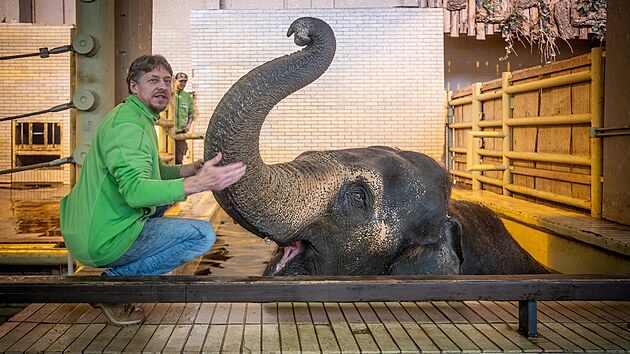 Libereckou zahradu obývá poslední slonice Bala. (26. listopadu 2024)