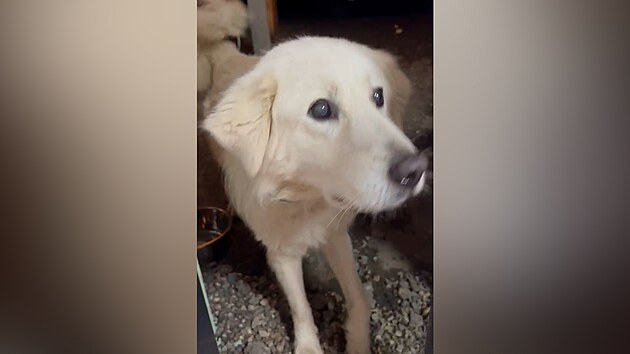 Béďa se v novém prostředí zabydlel