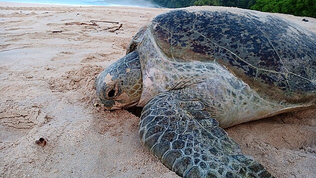 Jedním z největších kladišť mořských želv v Indonésii je ostrov Bangkaru. (23. listopadu 2024)
