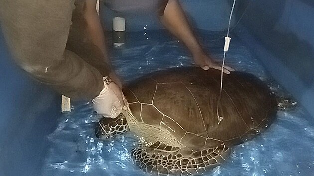 Veterinární péče o zraněnou mořskou želvu (23. listopadu 2024)
