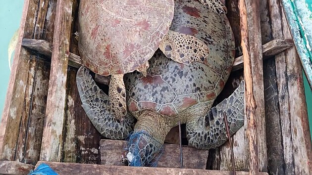 Při zátahu na pytláky byly na jejich lodi zabaveny ulovené želvy mořské. (23. listopadu 2024)