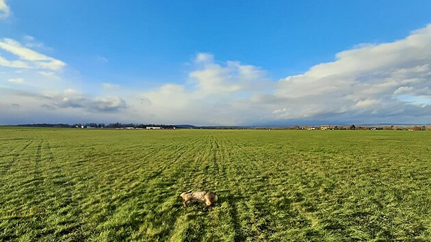 Pilot akrobatického letadla srazil při přistání na letišti v Josefově srnu. (20. listopadu 2024)