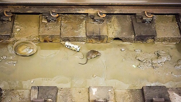 Krysa se rochní v bahně a odpadcích v kolejišti metra v New Yorku. (10. dubna 2015)