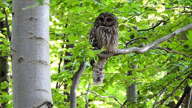 Puštík bělavý se do Jeseníků dostal zřejmě z Beskyd, obývá staré bukové nebo smíšené lesy.