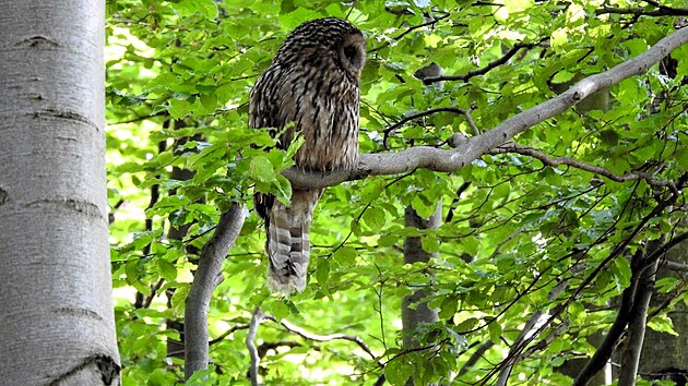 Puštík bělavý se do Jeseníků dostal zřejmě z Beskyd, obývá staré bukové nebo smíšené lesy.