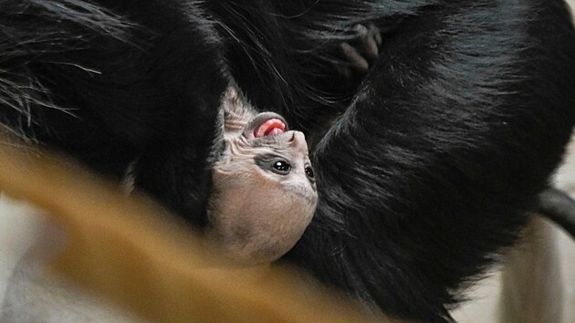 O mládě, jehož pohlaví zatím není známé, se stará nejen matka, ale i její sestra.