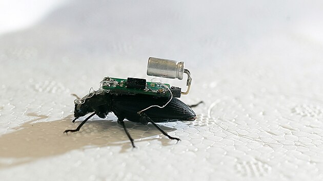Modifikovaný brouk během pokusů na Nanyang Technological University v Singapuru.