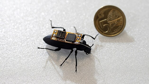 Modifikovaný brouk během pokusů na Nanyang Technological University v Singapuru.