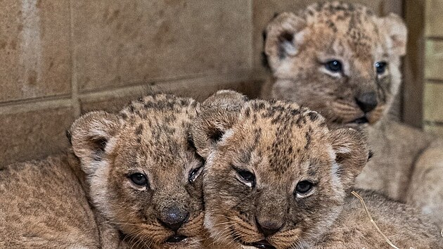 První mláďata lvů konžských, která se narodila ve zlínské zoo, jsou zdravá a zůstávají v chovatelském zázemí. (prosinec 2024)