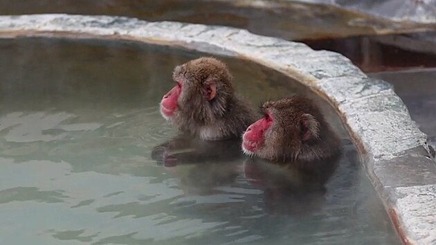 Japonští makaci si užívají každoroční lázeň v horkém prameni