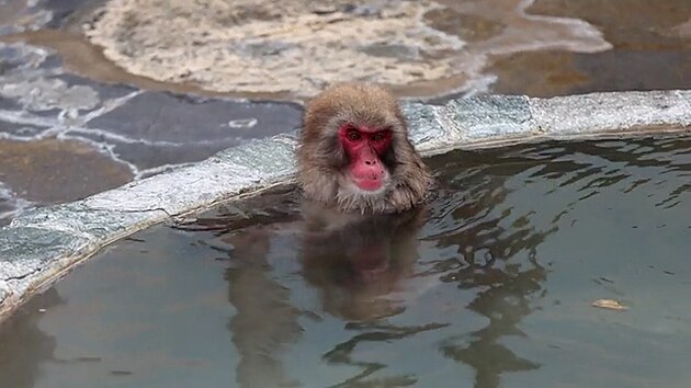 Japonští makaci si užívají každoroční lázeň v horkém prameni